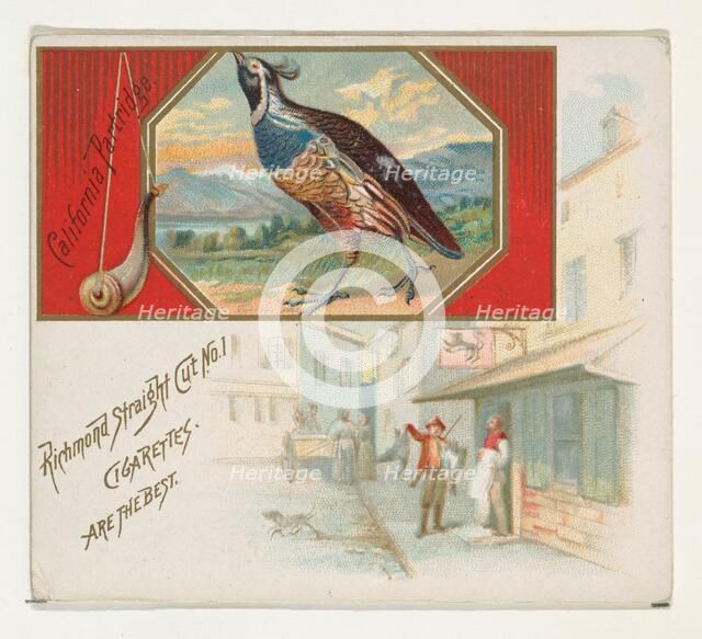 California Partridge, from the Game Birds series (N40) for Allen & Ginter Cigarettes, 1888-90. Creator: Allen & Ginter.