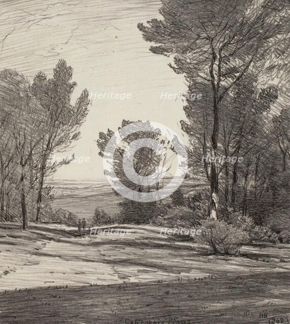 California Pines, 1919. Creator: Bolton Coit Brown.