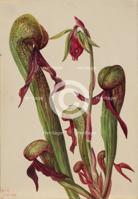 California Pitcherplant (Chrysamphora californica), 1924. Creator: Mary Vaux Walcott.