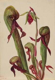 California Pitcherplant (Chrysamphora californica), 1924. Creator: Mary Vaux Walcott