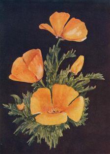 California Poppy c1915, (1915). Artist: Emma Graham Clock