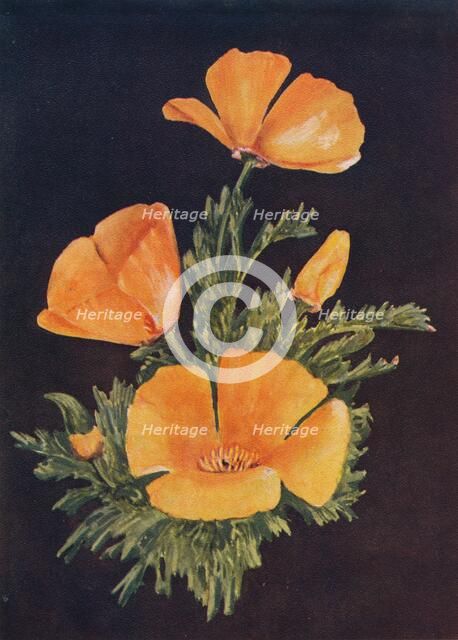 'California Poppy', c1915, (1915). Artist: Emma Graham Clock.