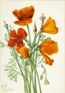 California Poppy (Eschscholtzia californica), 1935. Creator: Mary Vaux Walcott