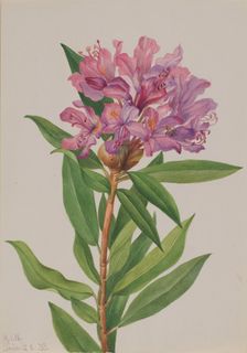 California Rose-Bay (Rhododendron californicum), 1933. Creator: Mary Vaux Walcott
