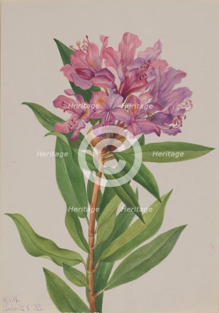 California Rose-Bay (Rhododendron californicum), 1933. Creator: Mary Vaux Walcott.