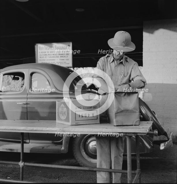 California state plant quarantine inspector examining baggage for insect pests, Arizona, 1937. Creator: Dorothea Lange.