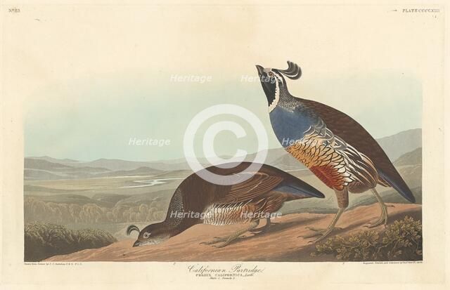 Californian Partridge, 1838. Creator: Robert Havell.