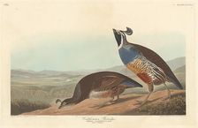Californian Partridge, 1838. Creator: Robert Havell