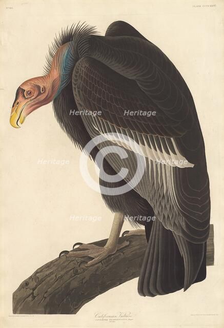 Californian Vulture, 1838. Creator: Robert Havell.