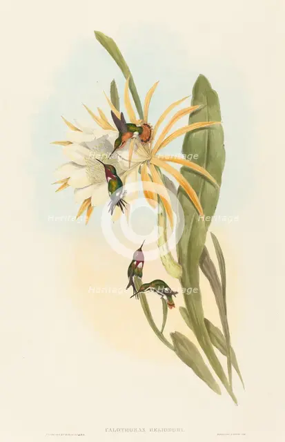 Calothorax heliodori. Creators: John Gould, Henry Constantine Richter.