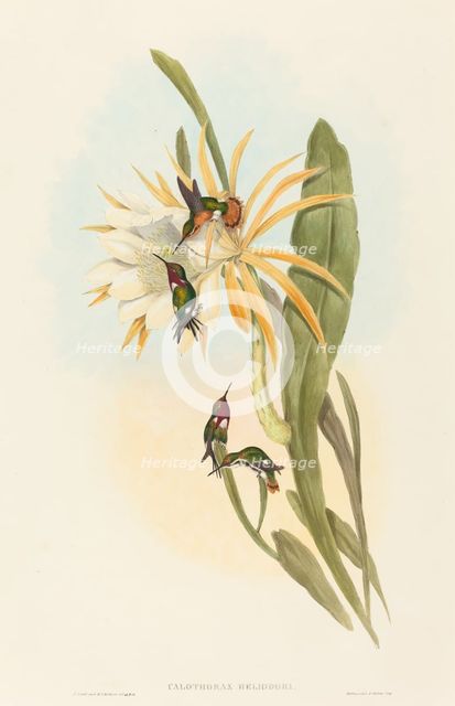 Calothorax heliodori. Creators: John Gould, Henry Constantine Richter.