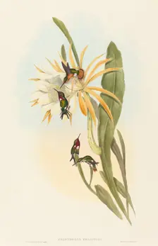 Calothorax heliodori. Creators: John Gould, Henry Constantine Richter