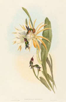 Calothorax heliodori. Creators: John Gould, Henry Constantine Richter