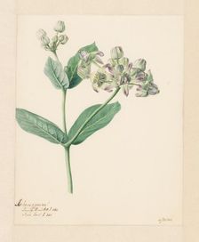 Calotropis, 1803. Creator: Hendrik Schwegman