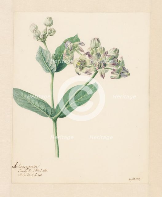 Calotropis, 1803. Creator: Hendrik Schwegman.