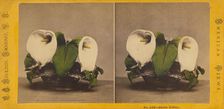 Calla Lilies., about 1865. Creator: John S. Moulton