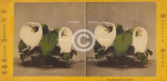 Calla Lilies., about 1865. Creator: John S. Moulton.