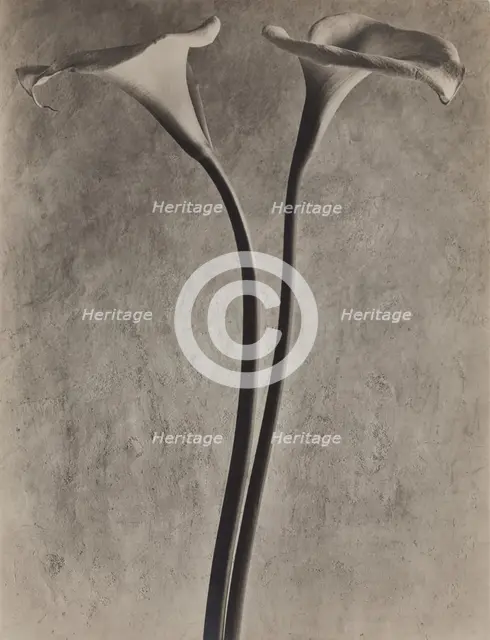 Calla Lilies, c1927. Creator: Tina Modotti.