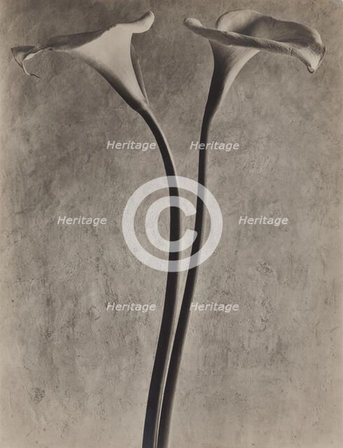 Calla Lilies, c1927. Creator: Tina Modotti.