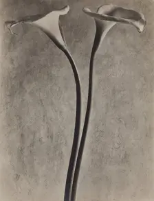Calla Lilies, c1927. Creator: Tina Modotti