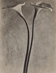 Calla Lilies, c1927. Creator: Tina Modotti