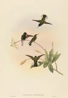 Callipharus nigriventris (Black-bellied Hummingbird). Creators: John Gould, William Matthew Hart