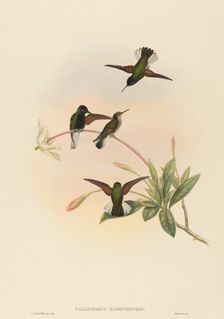Callipharus nigriventris (Black-bellied Hummingbird). Creators: John Gould, William Matthew Hart