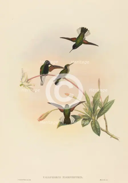 Callipharus nigriventris (Black-bellied Hummingbird). Creators: John Gould, William Matthew Hart.