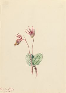 Calypso (Cytherea bulbosa), 1916. Creator: Mary Vaux Walcott
