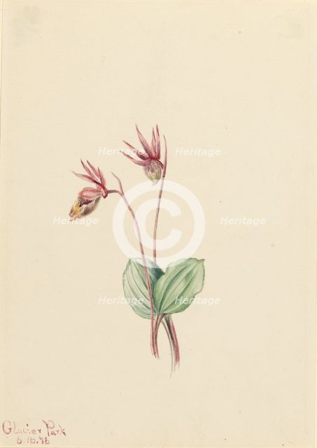 Calypso (Cytherea bulbosa), 1916. Creator: Mary Vaux Walcott.