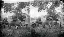 Cambodia: elephants outside Angkor Wat, 1865. Creator: John Thomson