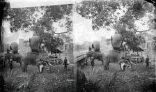Cambodia: elephants outside Angkor Wat, 1865. Creator: John Thomson