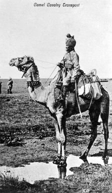 Camel cavalry transport, India, 20th century