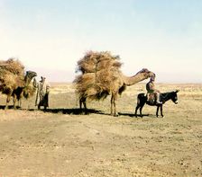 Camel caravan carrying thorns for fodder, Golodnaia Steppe, between 1905 and 1915. Creator: Sergey Mikhaylovich Prokudin-Gorsky