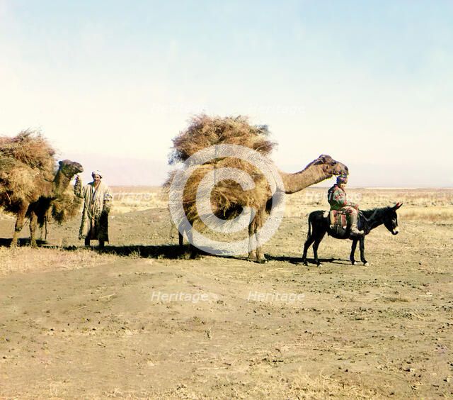 Camel caravan carrying thorns for fodder, Golodnaia Steppe, between 1905 and 1915. Creator: Sergey Mikhaylovich Prokudin-Gorsky.