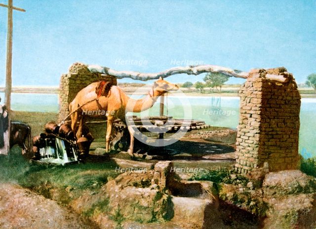 Camel and shaduf, Luxor, Egypt, 20th Century. Artist: Unknown