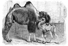 Camel and young, 1864. Creator: Pearson