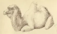 Camel, c1951. Creator: Shirley Markham