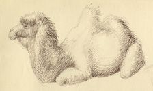 Camel, c1951. Creator: Shirley Markham