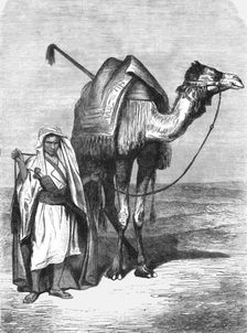 Camel Driver; The Red Sea 1875. Creator: Unknown
