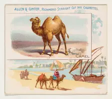 Camel, from Quadrupeds series (N41) for Allen & Ginter Cigarettes, 1890. Creator: Allen & Ginter