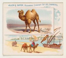 Camel, from Quadrupeds series (N41) for Allen & Ginter Cigarettes, 1890. Creator: Allen & Ginter