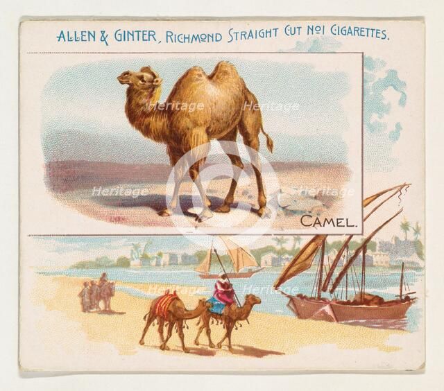 Camel, from Quadrupeds series (N41) for Allen & Ginter Cigarettes, 1890. Creator: Allen & Ginter.