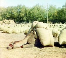 Camel loaded with sacks, between 1905 and 1915. Creator: Sergey Mikhaylovich Prokudin-Gorsky