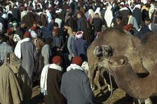 Camel market in Sousse