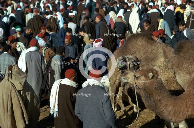 Camel market in Sousse.