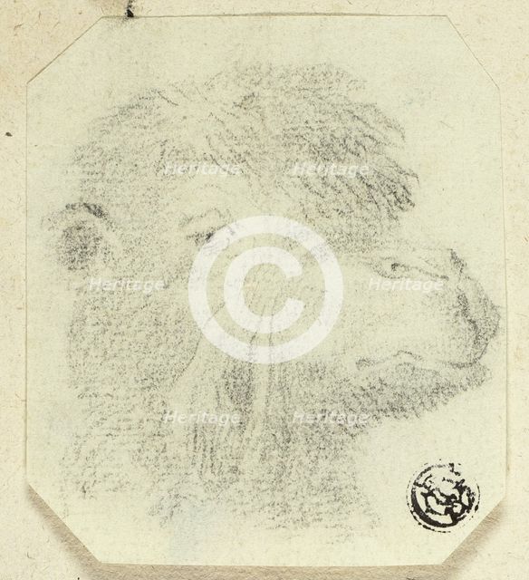 Camel's Head Facing Right, n.d. Creator: Unknown.