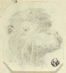 Camel's Head Facing Right, n.d. Creator: Unknown