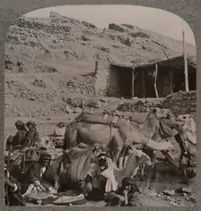 Camel train from Jerash, watering at the Fountain of Elisha c1900