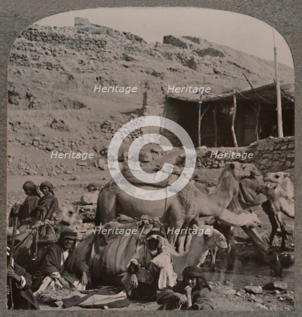 'Camel train from Jerash, watering at the Fountain of Elisha', c1900. Artist: Unknown.